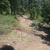 Peeking into the entrance of a new trail that's being developed off of the Royal Gorge trail!