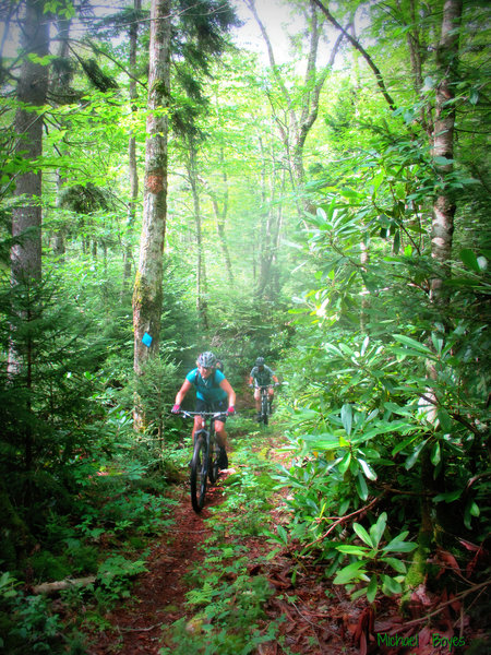 One of the Rhodo sections on the PocaFork ride. Photo by Mike Boyes.