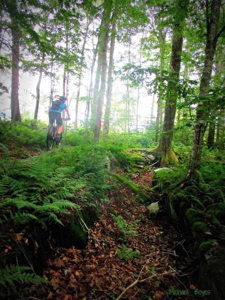 Pedaling through a mystical forest dotted with rock islands. Photo by Mike Boyes.