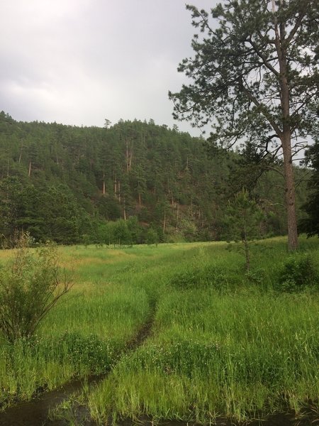 The trail follows a very narrow path through some wetter sections.