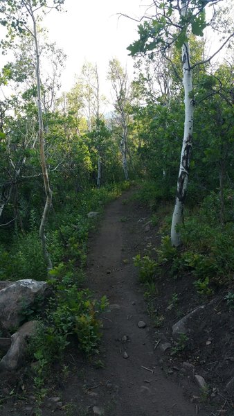 Enjoying the singletrack up in the Aspens at High Star Ranch.