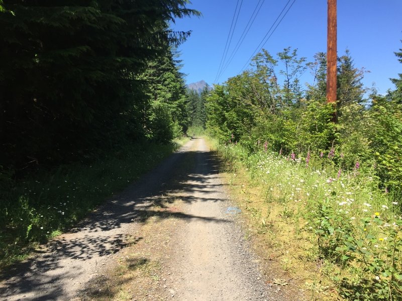 A few blooms add some color alongside the trail.