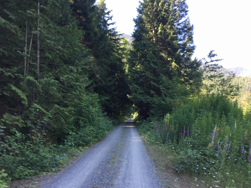 Depending on the time of day, riders can catch some nice sections of shade.