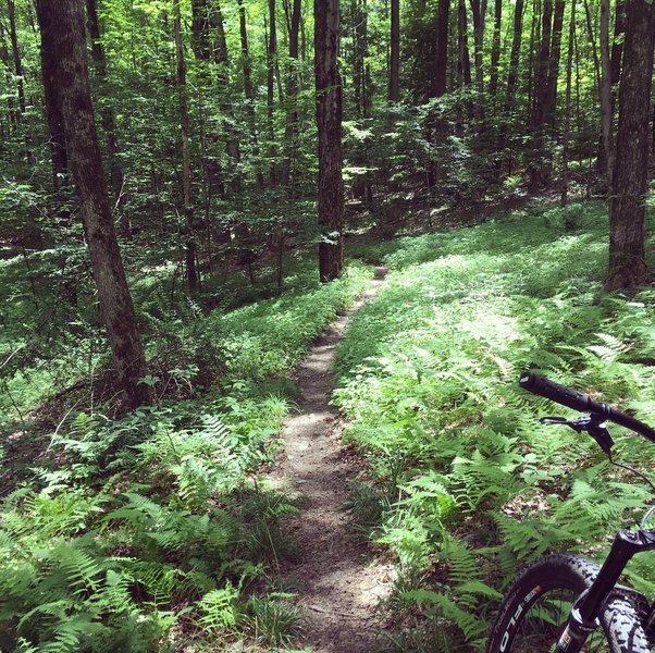 Oakley Corners has some great singletrack. Blue #2.