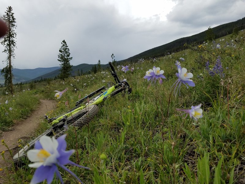 Some really nice fields of flowers at the end of Soda Creek loop, post card style