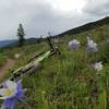 Some really nice fields of flowers at the end of Soda Creek loop, post card style