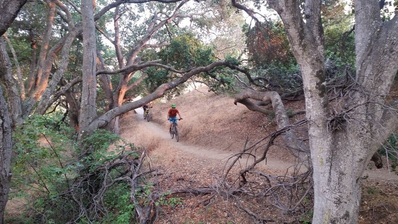 Rare shaded spot of the trail