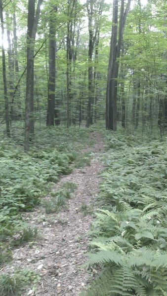 Singletrack ferns