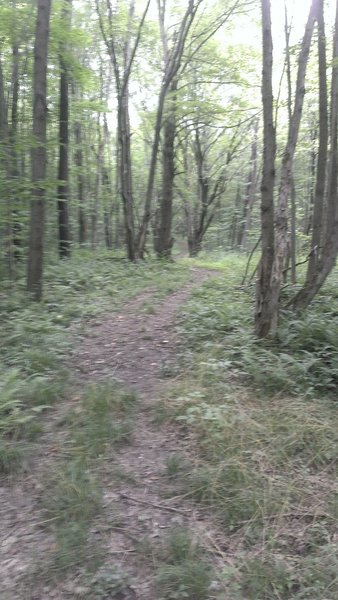 Wider portions of the fern trail.