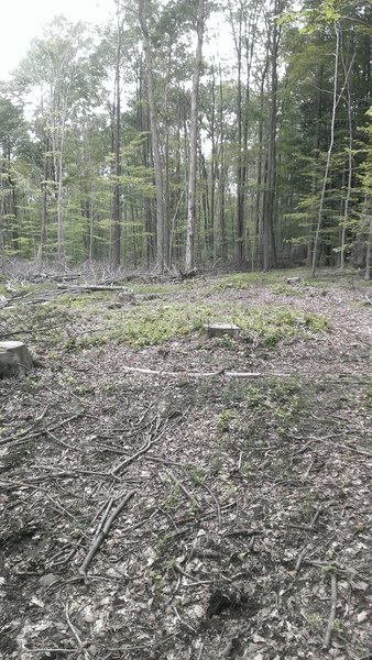 An area of forest management and selective cutting.