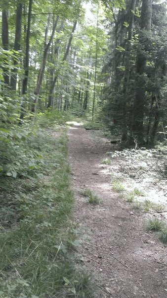 Deep in the state forest - wide track flow