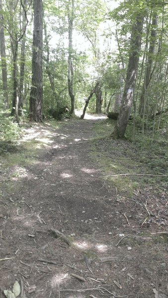 Heading down from the lean-to - wide track