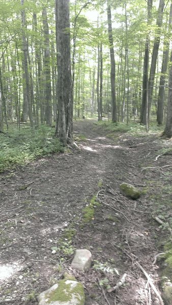 Portion of the main trail should you not hit up the singletrack.