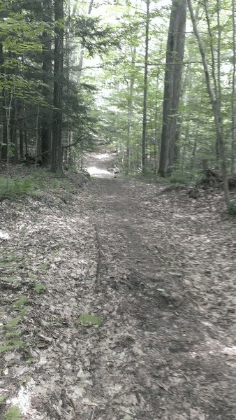 Heading along the wider track trail into the Whalen State Forest.