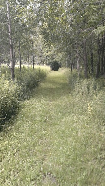 Further along the field sections about to head into the forest again.