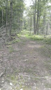 In the middle of Mnt Pleasant State Forest - wide track.