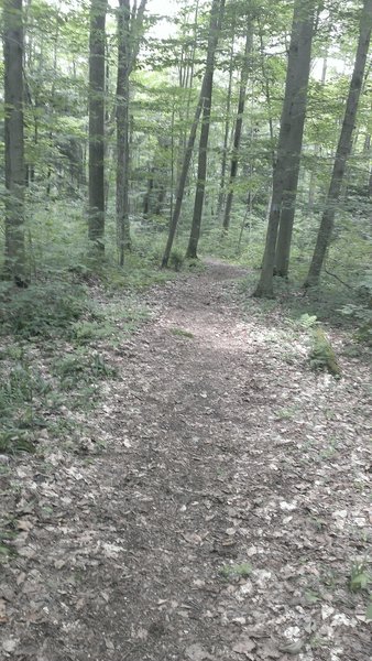 Back into the forest with wide track, flowing trail