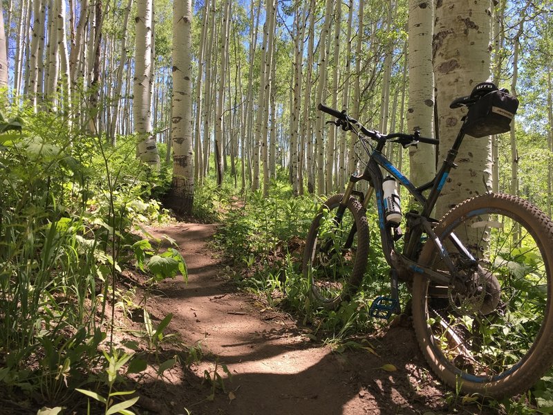 Beautiful Aspens