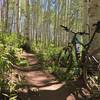 Beautiful Aspens