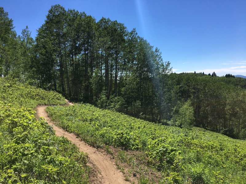 Looking back from an open vista into the aspens