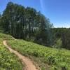 Looking back from an open vista into the aspens