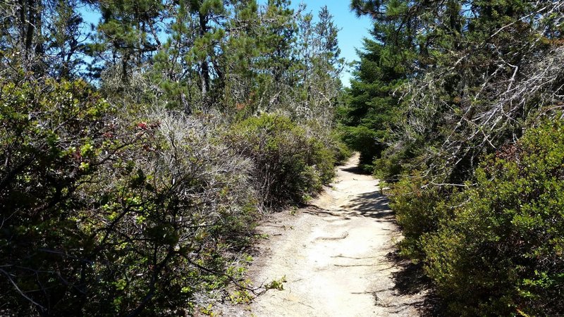 North Trail through the Pygmy Forest