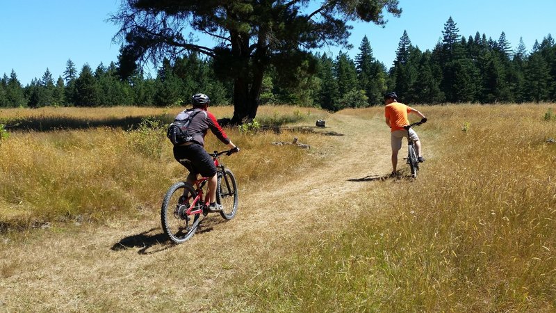 The prairie. A large unexpected grassland opening surrounded by redwood forest