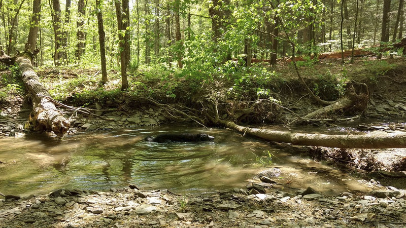 Angus cools off in one of the many pools in in the stream you ride around, by and through on this ride.