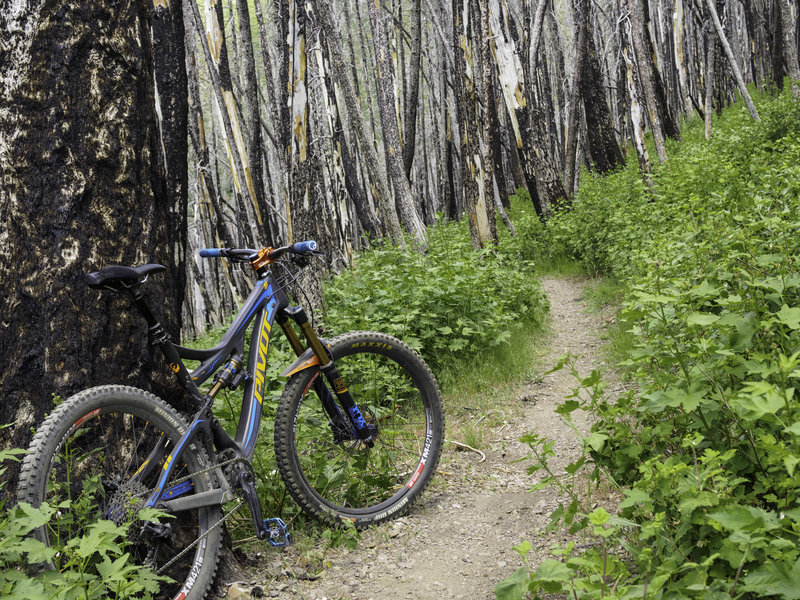 Out with the Old in with the New.. riding through the old burn scars make for some great riding