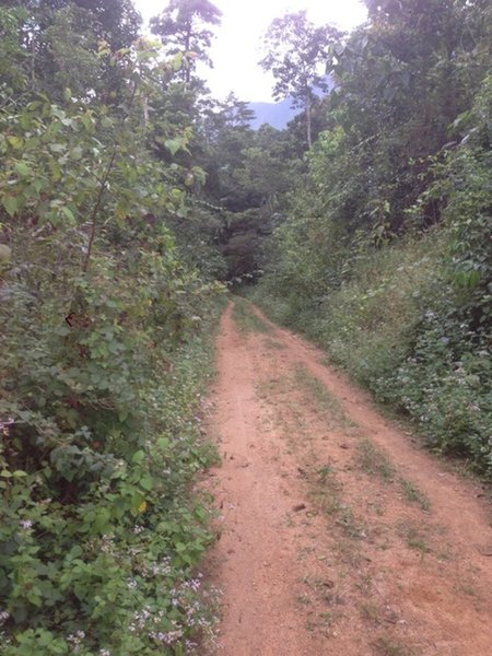 Some of the track going through thick brush cover.