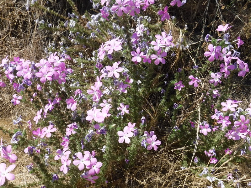 Wildflowers halfway up the climb.