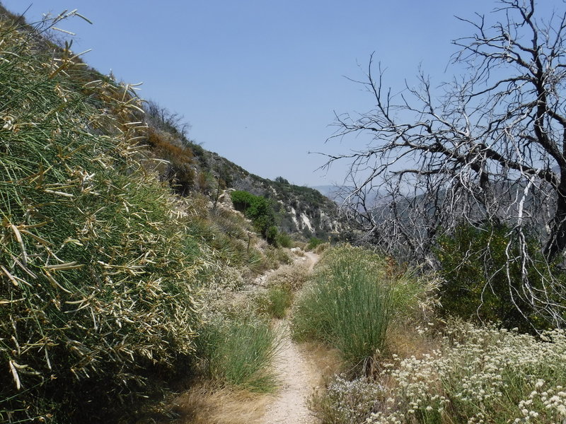 Most of Grizzly Flat Road is in fact gentle, nontechnical singletrack. Maps say the steep Dark Canyon Trail branches off of it near the bottom, but I couldn't locate it.