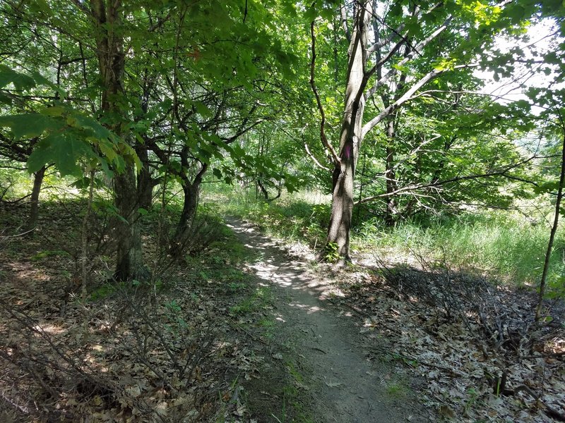 Mostly shaded woods with some clear grassland.