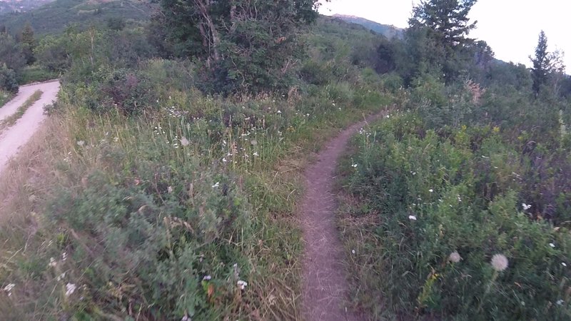 North Mule Shoe Trail from parking lot.