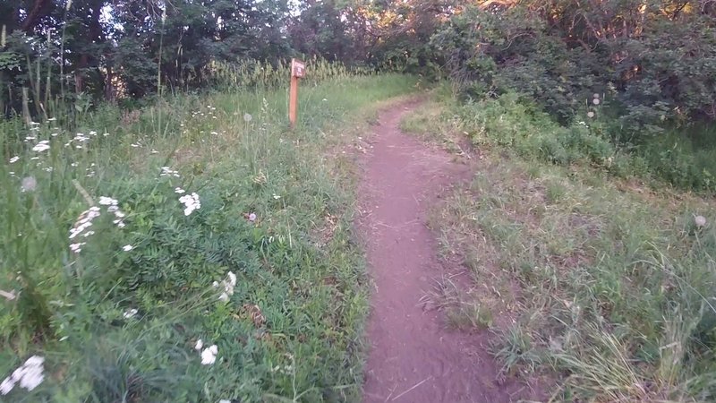 Bicentennial Trail & Middle Link Trail junction