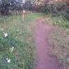 Bicentennial Trail & Middle Link Trail junction