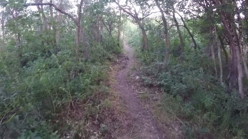 Reaching the top of Bicentennial Trail.