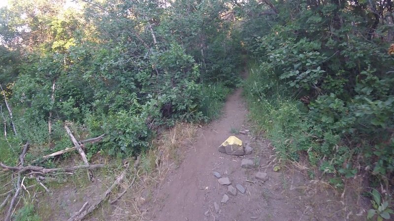 Singletrack of Cutler Flat Trail starts with this yellow painted rock.