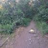 Singletrack of Cutler Flat Trail starts with this yellow painted rock.