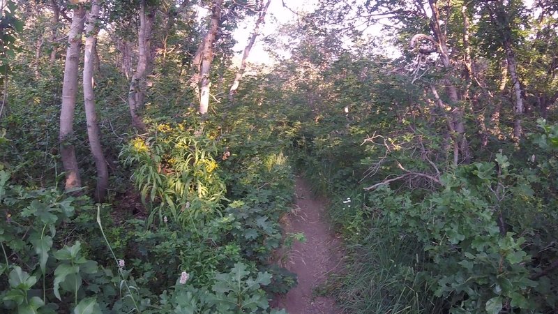 Deep ruts and trees on the Cutler Flat Trail.