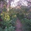 Deep ruts and trees on the Cutler Flat Trail.