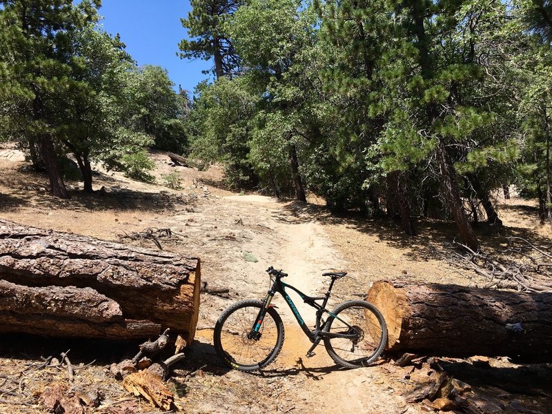 Tree cut that's just wider than a 29er.