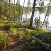 The Sagehen Reservoir Trail skirts the lake almost the entire way.