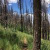 Riding along the post-fire, recovering hillside!