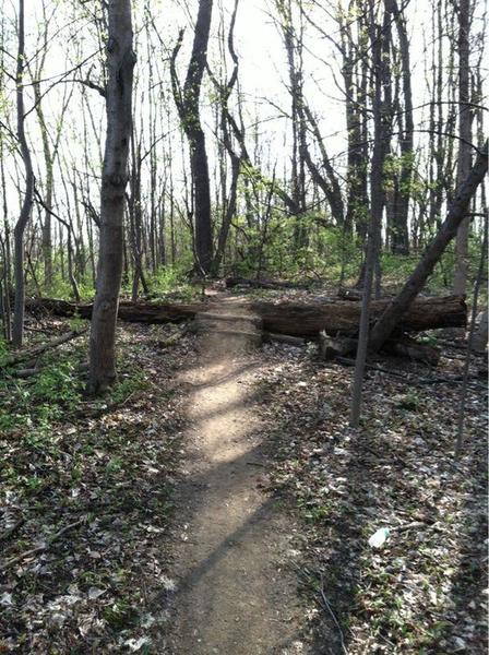 A log-over at Andrews University Trails.