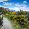 Spring has sprung along the shore of Lake Wakatipu