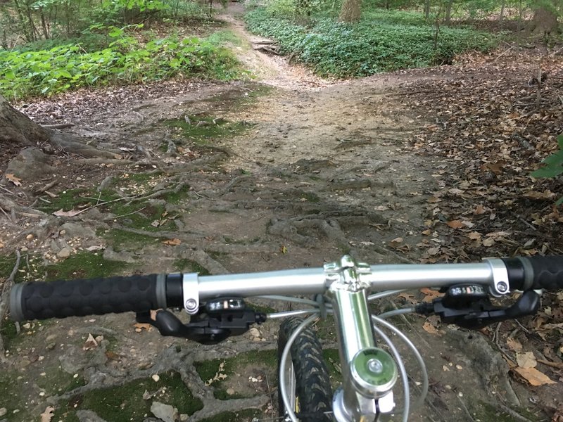 A nice shot of the terrain. This photo features a small ditch and some roots.