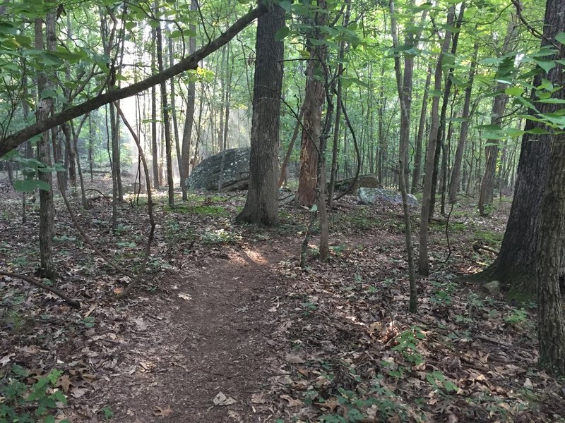 Early morning sunbeams peaking through the trees.  The last flat section before the trail really pitches up.