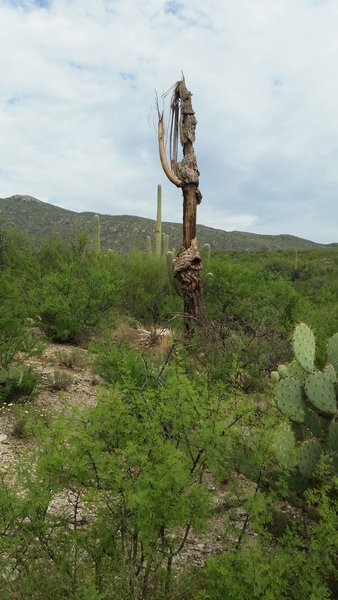 Wildlife on the trail.