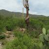 Wildlife on the trail.